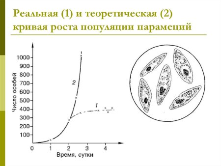 Теоретические кривые роста популяции