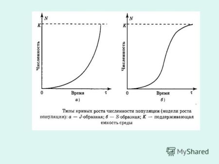 Модель экспоненциального роста популяции