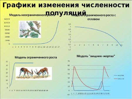 Динамика популяции презентация
