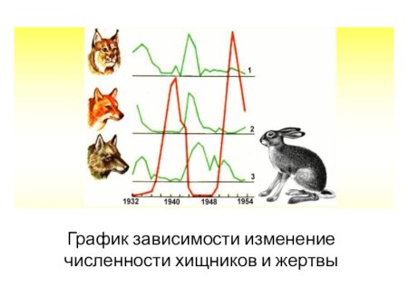 График численности хищника и жертвы