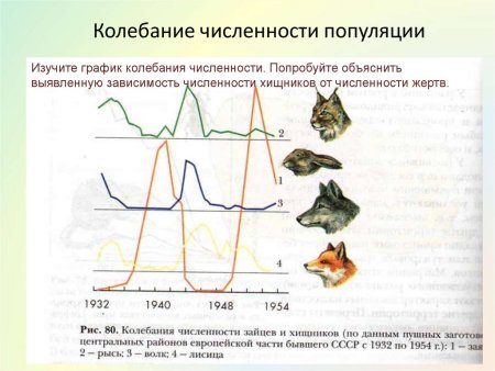 Численность популяции и ее динамика