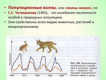 Популяционные волны или волны жизни