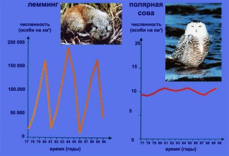 Численность популяции