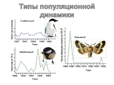 Стабильный Тип динамики популяции