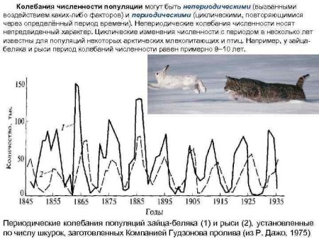 Периодические и непериодические колебания численности популяции