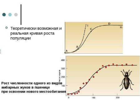 График Кривой роста численности популяции