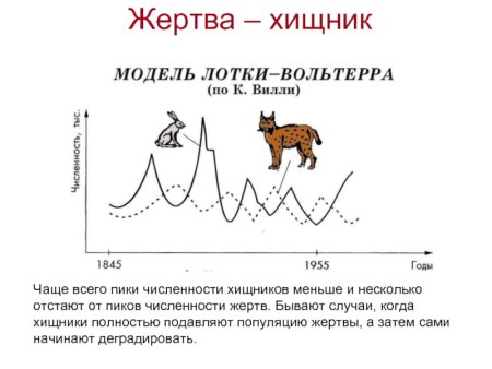Модель Вольтерра хищник-жертва