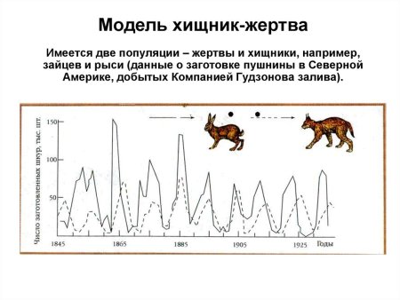 Популяционная модель хищник жертва