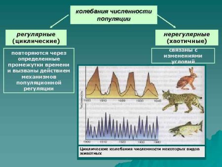 Колебания численности популяции