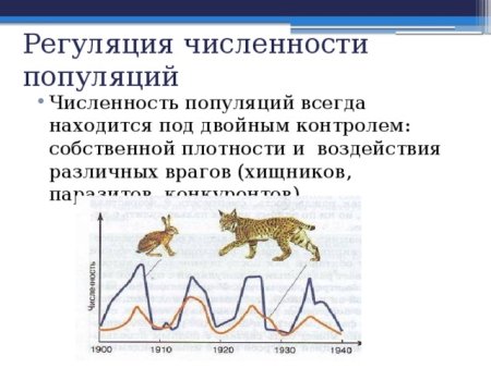 Экспоненциальная модель роста численности популяции
