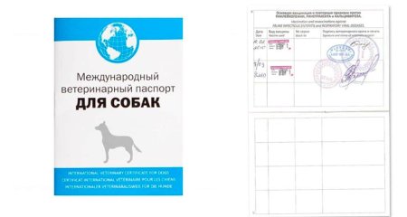 Международный ветеринарный паспорт для собак образец