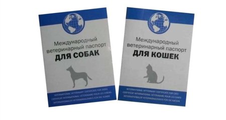 Международный ветеринарный паспорт для кошек прививки