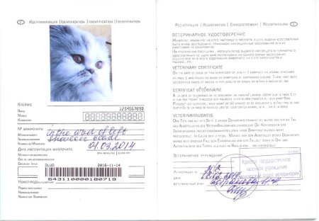 Международный ветеринарный паспорт для кошек образец