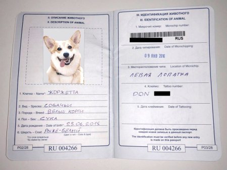 Как заполнять Международный ветеринарный паспорт для собак