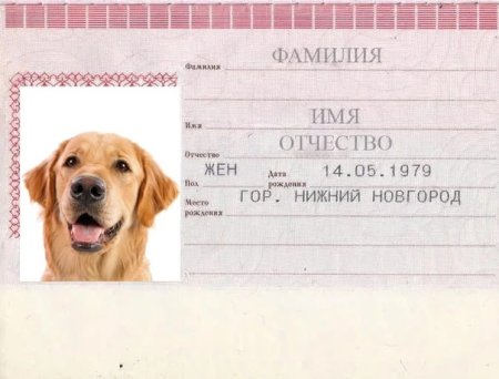 Паспорт для игрушечной собаки