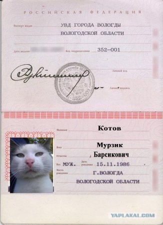 Паспорт для котов
