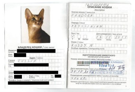 Как заполнить Международный ветеринарный паспорт для кошек образец