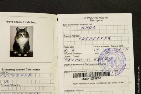 Как заполнить Международный ветеринарный паспорт для кошек