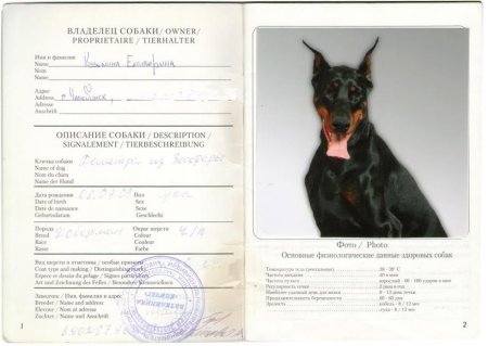 Заполнение ветеринарного паспорта для собак образец