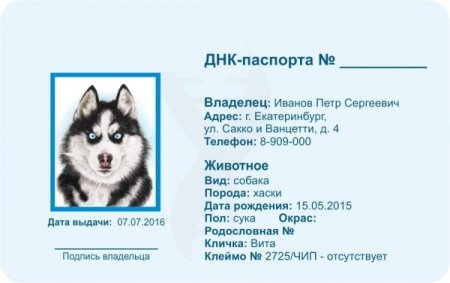 Паспорт собаки хаски