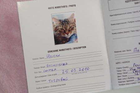 Вет паспорт бенгальского кота