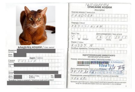 Международный ветеринарный паспорт для кошек прививки