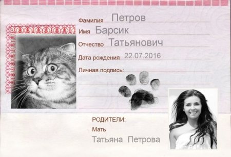 Паспорт кота