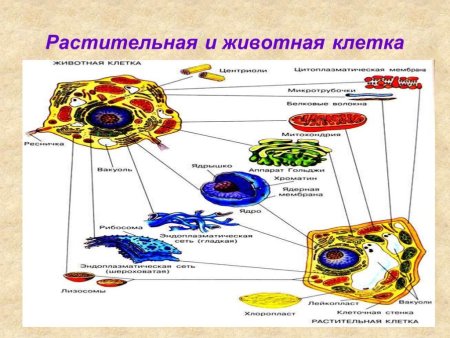 Строение органоидов растительной и животной клетки
