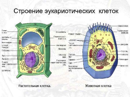 Строение эукариотической растительной клетки