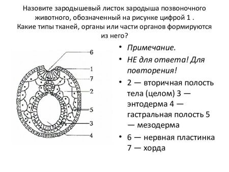 Зародышевый листок позвоночного животного