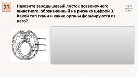 Зародышевый листок позвоночного животного