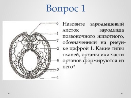 Зародышевые листки схема ЕГЭ