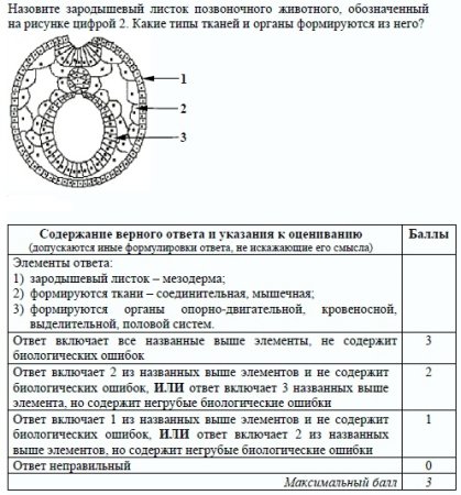 Назовите зародышевый листок зародыша позвоночного