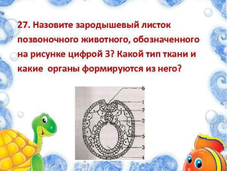 Зародышевый листок позвоночного животного