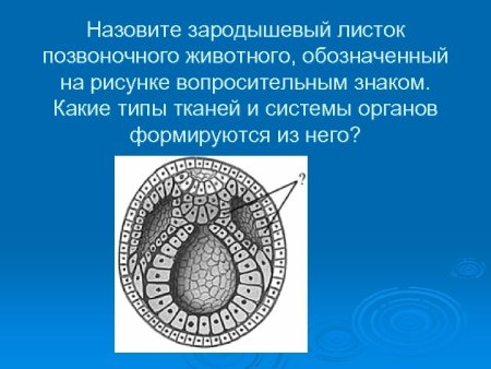 Строение зародышевых листков эмбриона