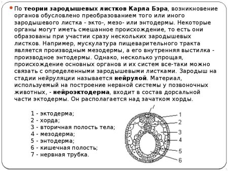 Зародышевый листок позвоночного животного