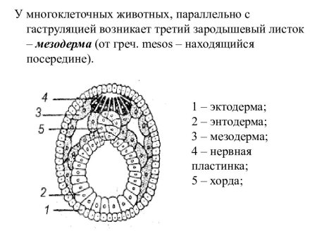 Зародышевый листок позвоночного животного