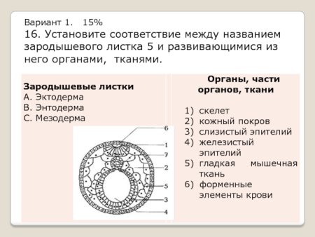 Зародышевый листок позвоночного животного