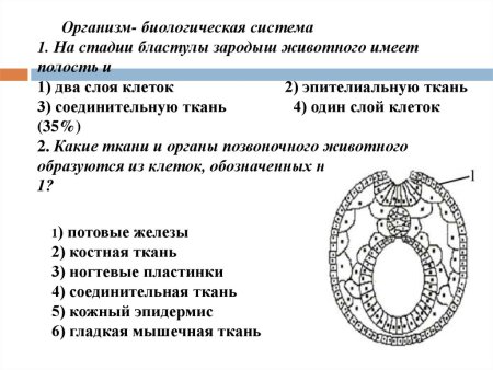 Заррдыщнвый листой пощвоночного живлтного