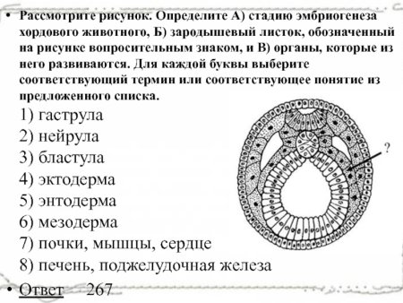 Строение зародышевого листка позвоночного животного