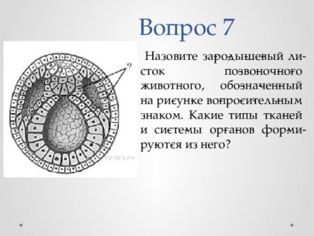 Строение зародышевых листков эмбриона