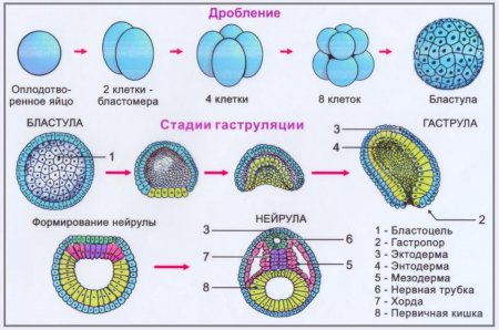 Структура зародыша и зародышевые листки