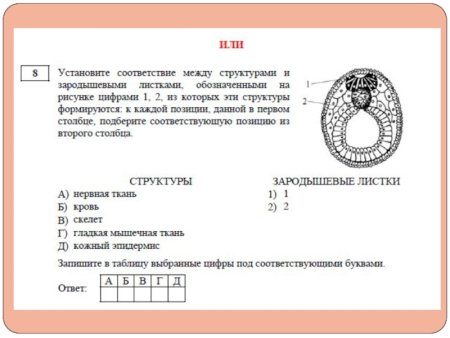 Структуры зародышевого листка