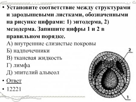 Строение нейрулы биология