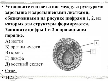 Стадии эмбрионального развития ланцетника