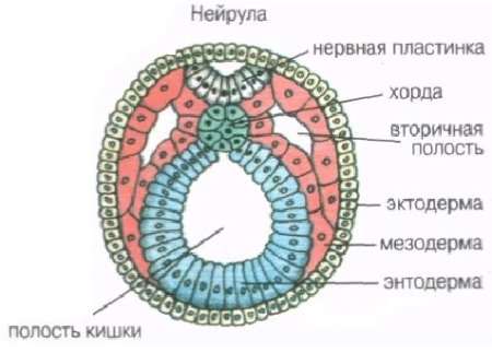 Назовите зародышевый листок позвоночного животного