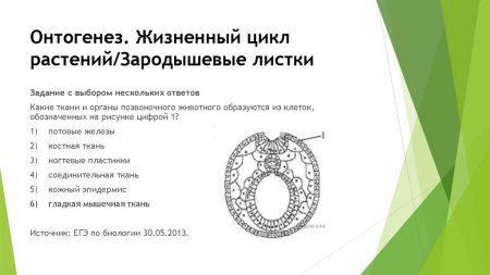 Зачатки органов зародыша и зародышевые листки