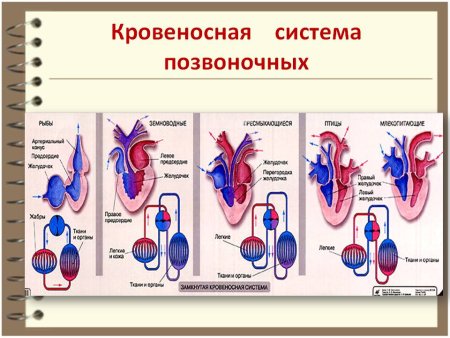 Эволюция органов кровеносной системы позвоночных животных