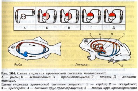 Кровеносная система рыб схема