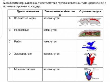 Органы кровеносной системы животных таблица